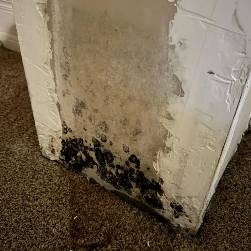Professional Mold Removal in Kiantone, NY